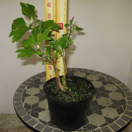 Hydrangea Quercifolia (Oak Leaved Hydrangea)
