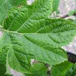 Hydrangea Quercifolia (Oak Leaved Hydrangea)