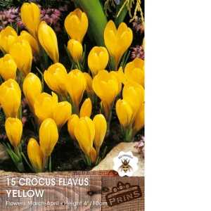Crocus Flavus Yellow Bulbs 15 Per Pack