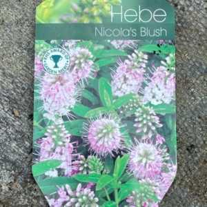 Hebe Nicola's Blush