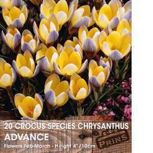 Crocus Species Chrysanthus Advance Bulbs 20 Per Pack