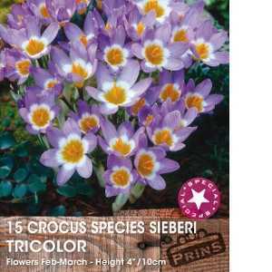 Crocus Species Sieberi Tricolor Bulbs 15 Per Pack