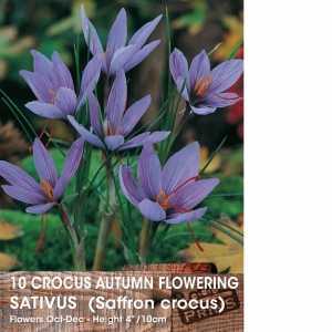 Autumn Flowering Crocus  Sativus Bulbs (Saffron Crocus) 10 Per Pack