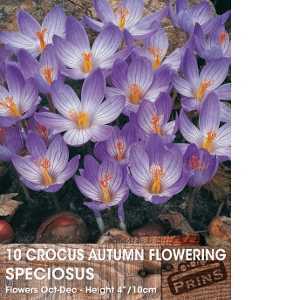 Autumn Flowering Crocus Speciosus Bulbs 10 Per Pack