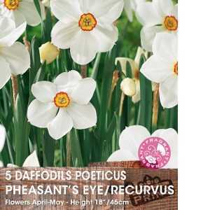Daffodil Bulbs Poeticus Pheasants Eye/Recurvus 5 Per Pack