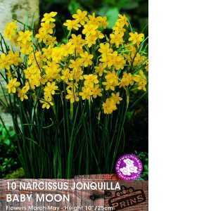 Narcissus Jonquilla Bulbs Baby Moon Multi-Headed 10 Per Pack