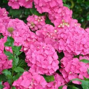 Hydrangea Macrophylla Alpengluehen (Red Hydrangea) Mophead