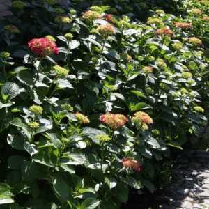 Hydrangea Macrophylla Alpengluehen (Red Hydrangea) Mophead