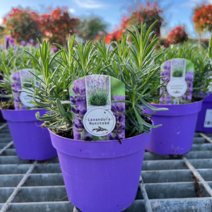 Lavender Angustifolia (English Lavender) Munstead