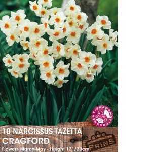 Narcissus Tazetta Cragford Bulbs 10 Per Pack