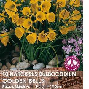 Narcissus Bulbocodium Golden Bells Bulbs (Miniature Daffodil) 10 Per Pack