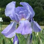 Iris Dalmatica Florentina (Sky Blue) Bulb 1 Per Pack