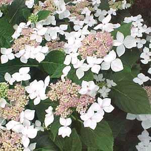 Hydrangea Macrophylla Lanarth White