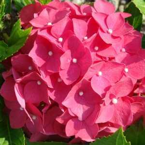 Hydrangea Macrophylla Leuchtfeuer