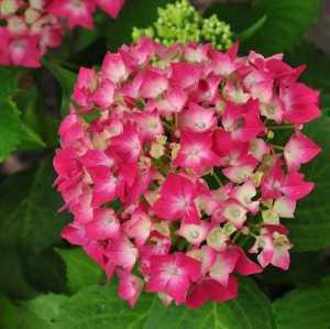 Hydrangea Macrophylla Leuchtfeuer