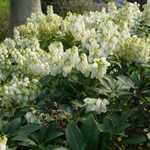 Pieris Japonica Debutante Lily of the Valley Shrub