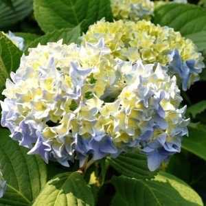 Hydrangea Macrophylla Nikko Blue (Mophead)