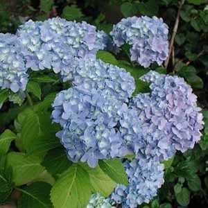 Hydrangea Macrophylla Nikko Blue (Mophead)