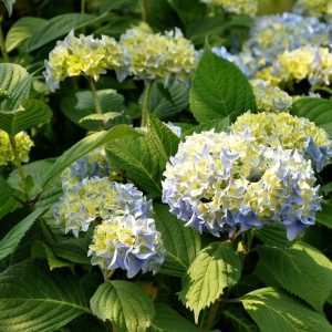 Hydrangea Macrophylla Nikko Blue (Mophead)