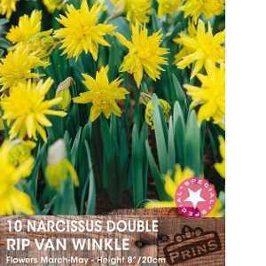 Narcissus Double Rip Van Winkle Bulbs (Daffodil) 10 Per Pack