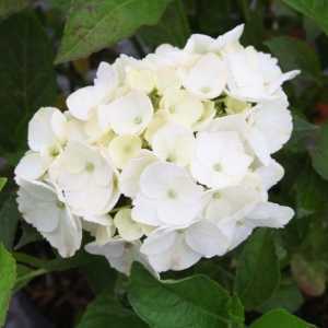 Hydrangea Macrophylla Soeur Therese White