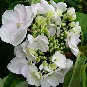 Hydrangea Macrophylla Soeur Therese White