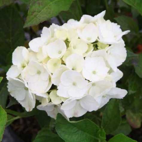 Hydrangea Macrophylla Soeur Therese White