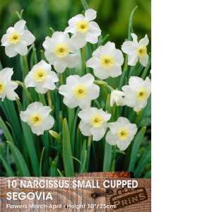 Narcissus Small Cupped Segovia Bulbs (Daffodil) 10 Per Pack