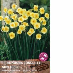 Narcissus Jonquilla Sun Disc Bulbs (Daffodil) 10 Per Pack