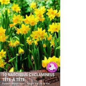 Narcissus Cyclamineus Tete A Tete Bulbs (Daffodil) 10 Per Pack