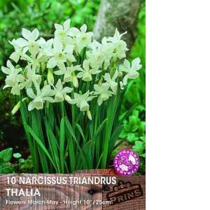 Narcissus Triandrus Thalia  Bulbs (Daffodil) 10 Per Pack