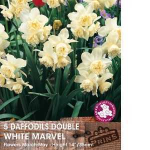 Daffodil Double Multi-headed White Marvel 5 Per Pack