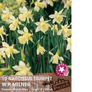 Narcissus Trumpet Bulbs W.P. Milner (Daffodil) 10 Per Pack