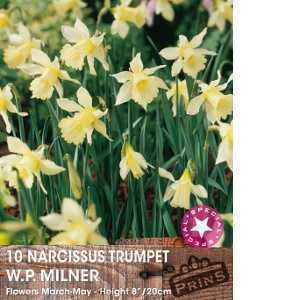 Narcissus Trumpet W.P. Milner Bulbs (Daffodil) 10 Per Pack