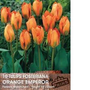 Tulip Bulbs Fosteriana Orange Emperor 10 Per Pack