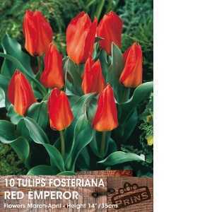 Tulip Bulbs Fosteriana Red Emperor 10 Per Pack