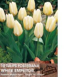 Tulip Bulbs Fosteriana White Emperor 10 Per Pack