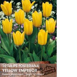 Tulip Bulbs Fosteriana Yellow Emperor 10 Per Pack