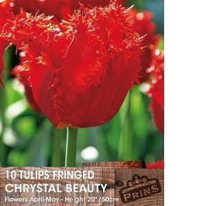 Tulip Bulbs Fringed Chrystal Beauty 10 Per Pack