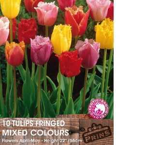 Tulip Bulbs Fringed Mixed Colours 10 Per Pack