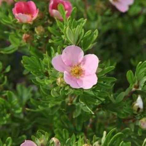 Potentilla Fruticosa 'Lovely Pink' (Pink Beauty)