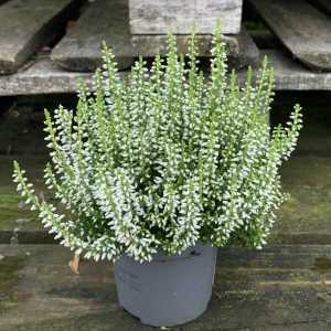 Calluna Vulgaris (Heather) White