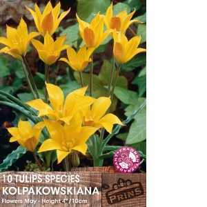 Tulip Bulbs Species Kolpakowskiana 10 Per Pack