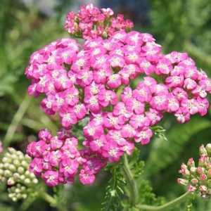 Achillea Millefolium Cerise Queen