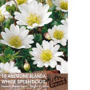 Anemone Blanda White Splendour Bulbs 10 Per Pack