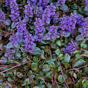 Ajuga Reptans Braunherz Bugleweed Carpet Bugle