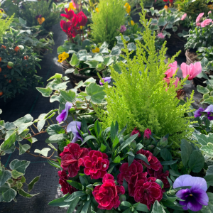 Mixed Wicker Winter Hanging Basket