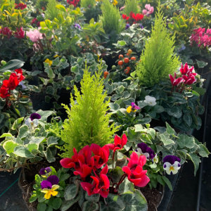 Mixed Wicker Winter Hanging Basket