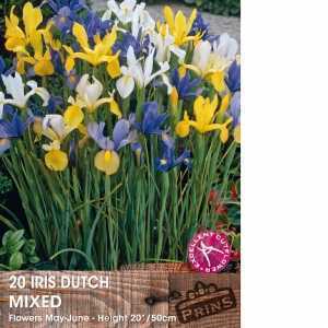 Iris Dutch Iris Bulbs Mixed Colours 20 Per Pack