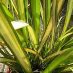 Phormium Apricot Queen (New Zealand Flax)